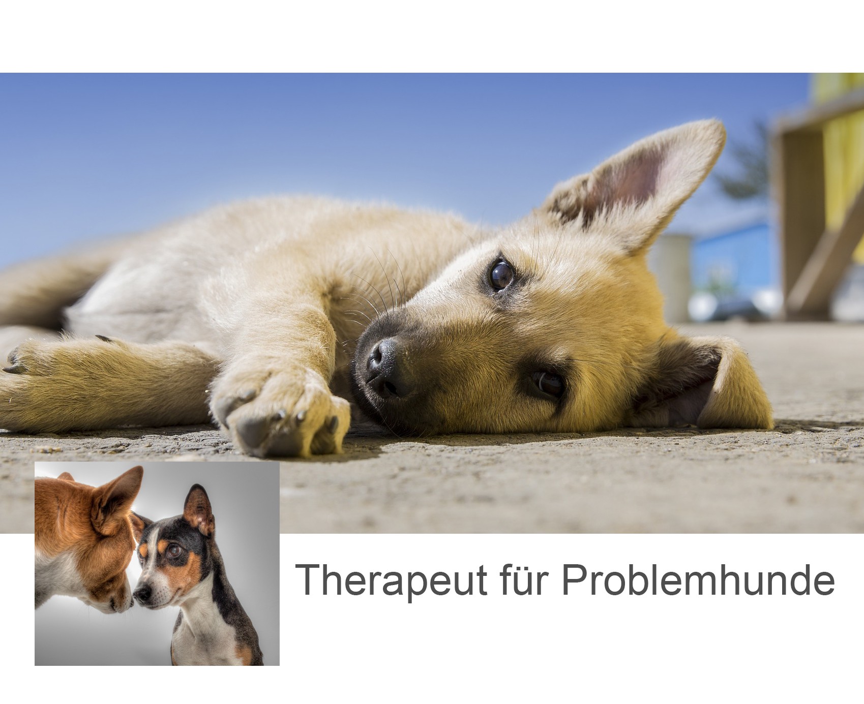 Logo Therapeut für Problemhunde